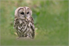 <p>PUŠTÍK OBECNÝ (Strix aluco) pták v lidské péči, </p>